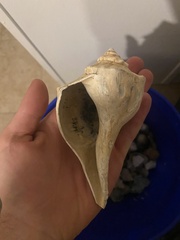 Sinistrofulgur pulleyi