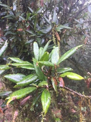 Quercus sessilifolia