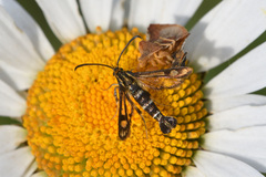 Chamaesphecia empiformis