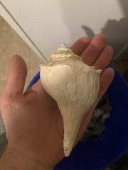 Sinistrofulgur pulleyi