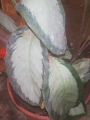 Goeppertia picturata