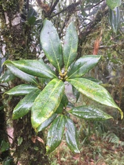 Quercus sessilifolia