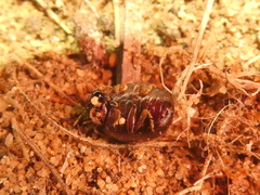 Amphicyrta