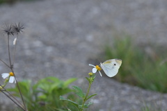 Pieris rapae crucivora