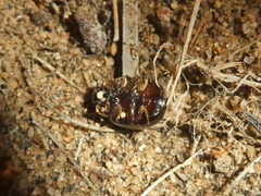 Amphicyrta