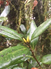 Quercus sessilifolia