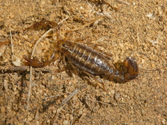 Superstitionia donensis