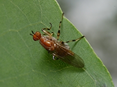 Tapeigaster annulipes