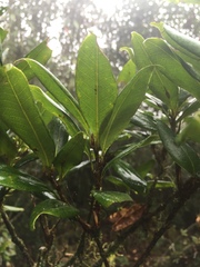 Quercus sessilifolia