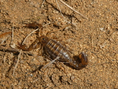 Superstitionia donensis