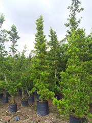 Podocarpus nakaii