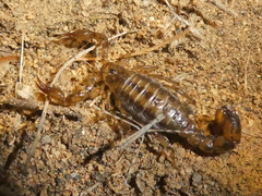 Superstitionia donensis