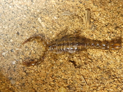 Superstitionia donensis