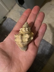 Stramonita canaliculata