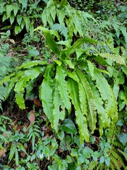 Asplenium scolopendrium scolopendrium