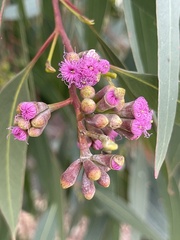 Eucalyptus albopurpurea