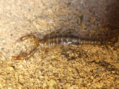 Superstitionia donensis