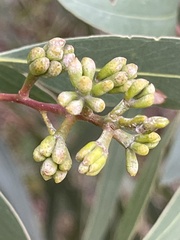 Eucalyptus albopurpurea