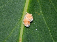 Eriococcus
