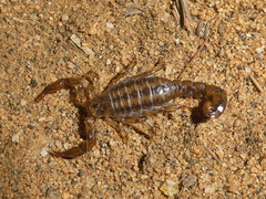 Superstitionia donensis