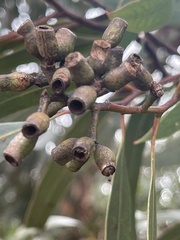 Eucalyptus albopurpurea