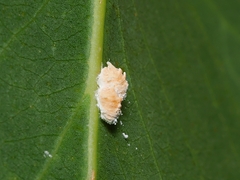Eriococcus