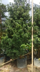 Podocarpus macrophyllus maki