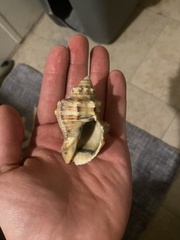 Stramonita canaliculata
