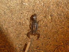 Superstitionia donensis