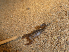 Superstitionia donensis