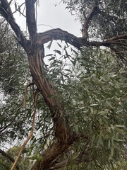 Eucalyptus albopurpurea