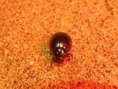 Byrrhidae