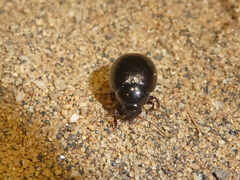 Byrrhidae