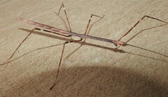 Candovia annulata
