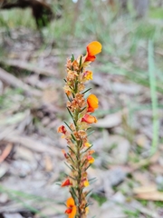 Dillwynia sericea