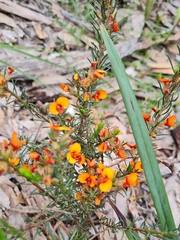 Dillwynia sericea