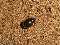 Byrrhidae