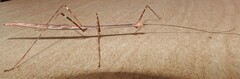 Candovia annulata