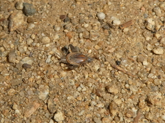 Cycloptilum distinctum