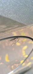 Chrysoscota tanyphara