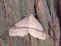 Operophtera rectipostmediana
