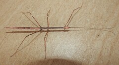 Candovia annulata