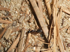 Camponotus dumetorum
