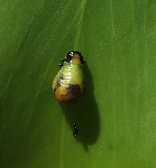 Calomela pallida