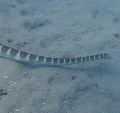 Hydrophis ornatus