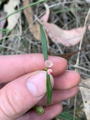 Cyanothamnus polygalifolius