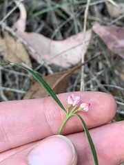 Cyanothamnus polygalifolius