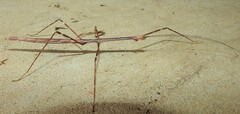 Candovia annulata