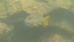 Lutjanus carponotatus