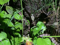 Protobothrops mucrosquamatus